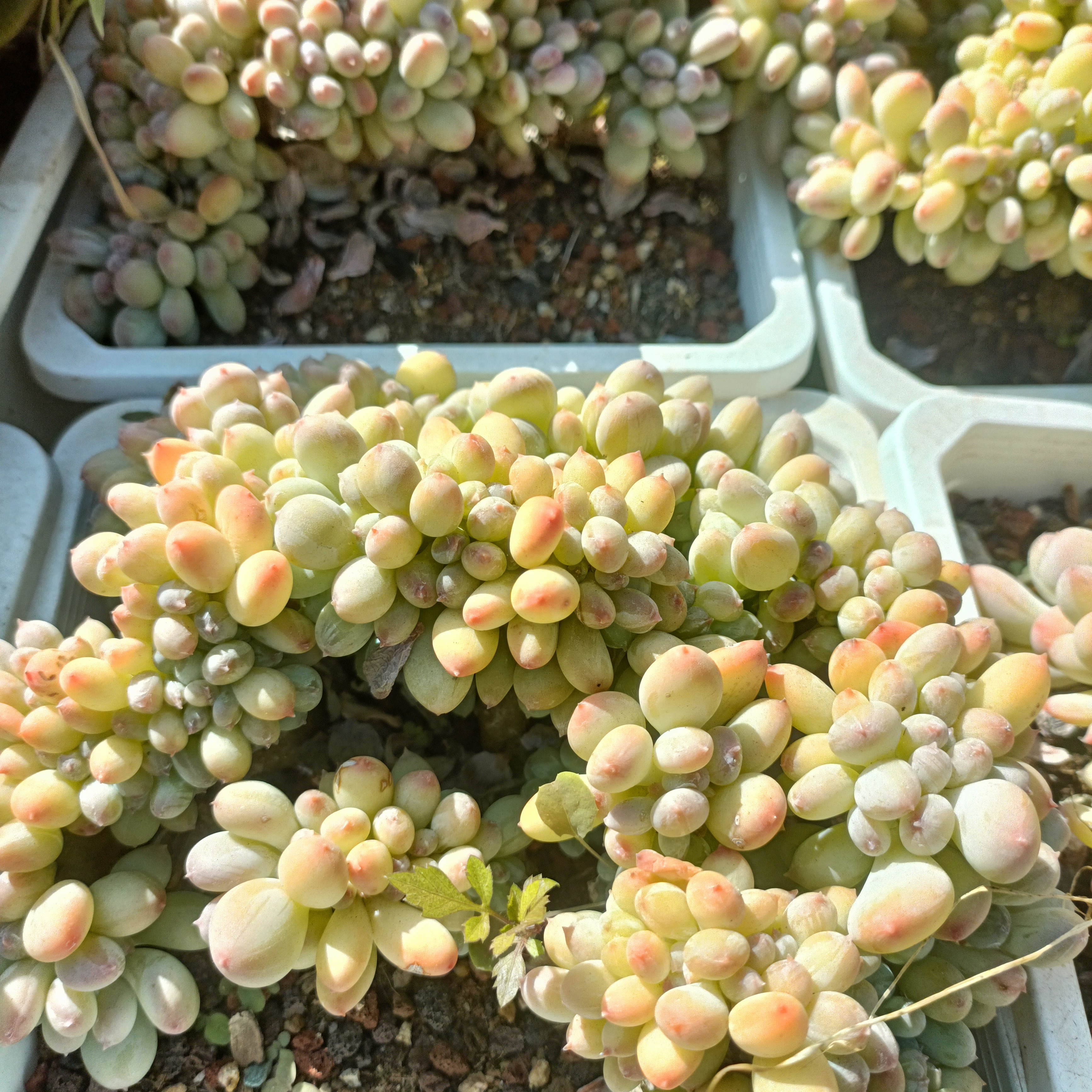 精品多肉  三日月美人缀化  满9.99包邮