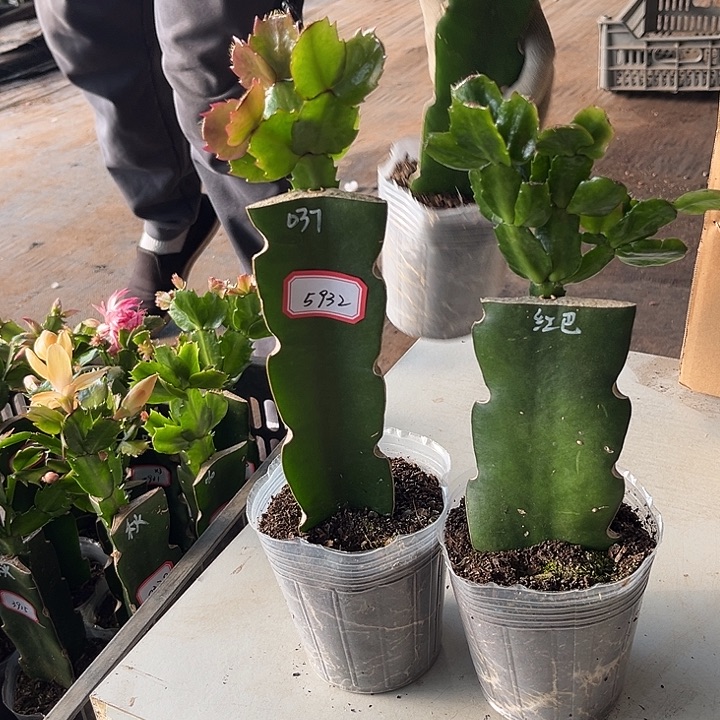 西***图当前无花朵，栽培后可花朵037