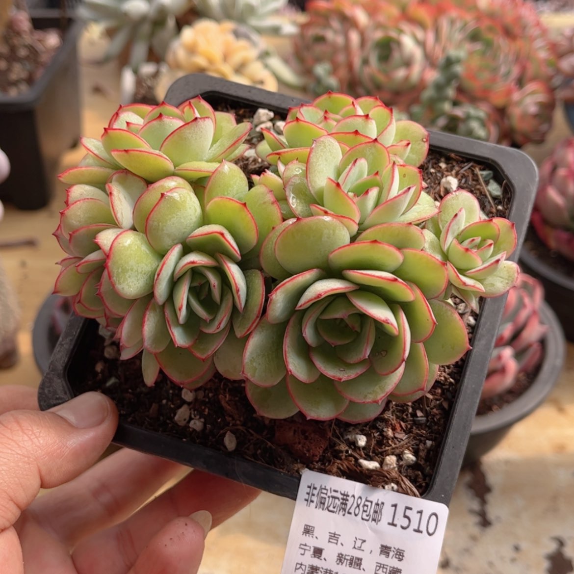 【闪购商品】1510牡丹亭缀