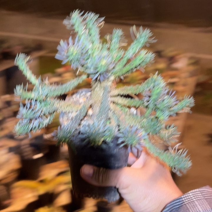 满38包邮2天凑单，脱土晾根发货多肉植物蜘蛛丸多肉