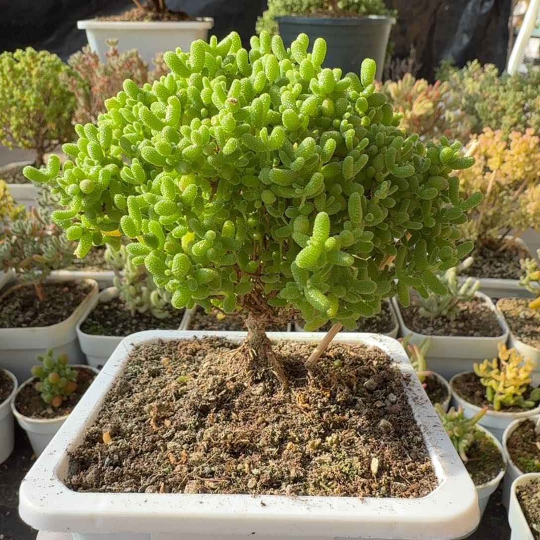 A341蜜橘糖球枝干