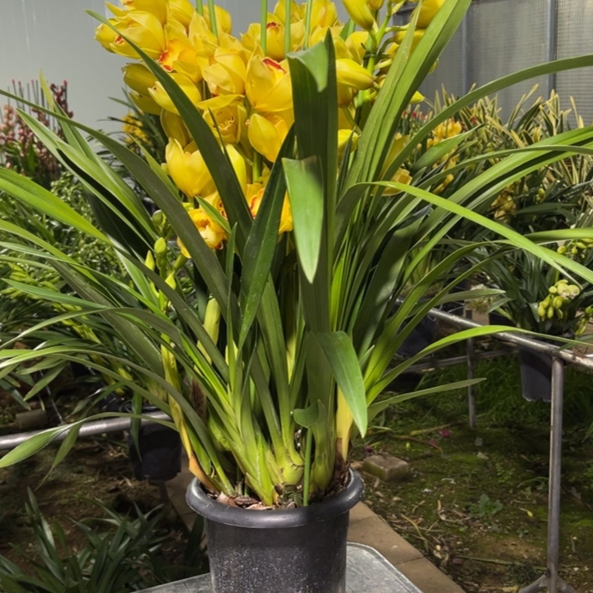 大部分花苞少量开放黄金岁月3697