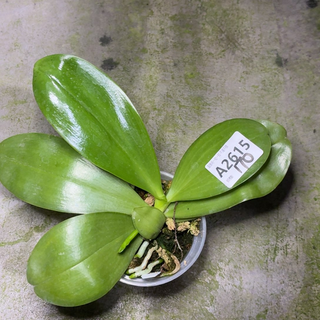 当前无花朵，栽培后可花朵A2615弥陀绿老虎分生带花剑