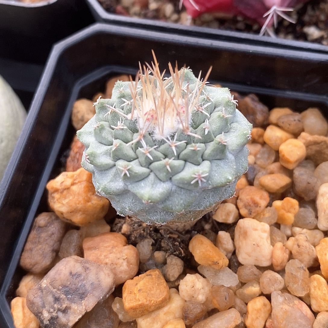 菊水实生仙人球3公分