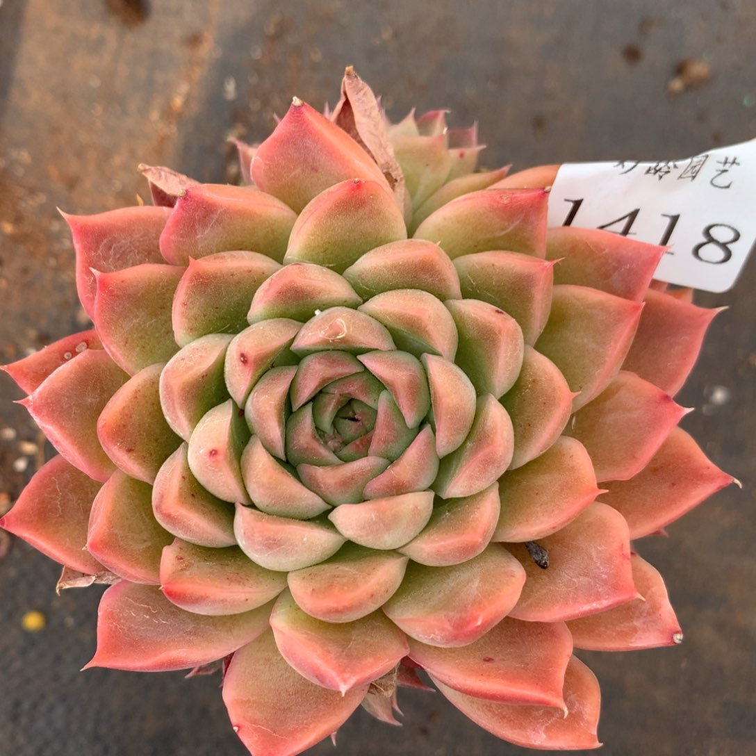 1418杂交精品基地8厘米