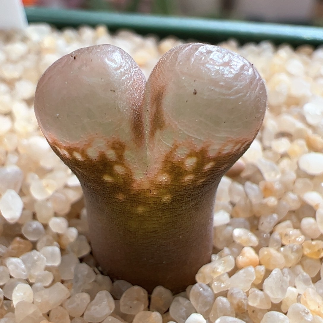 744。1802.1优选粉眼豆豆