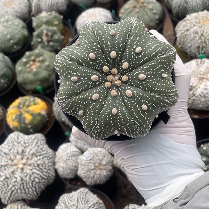 泰奇海星特价不退换微瑕疵