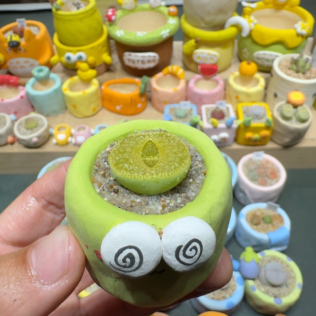 红陶蘑菇503绿光阳