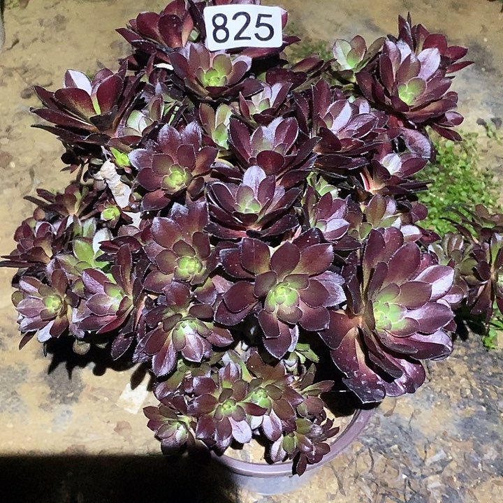 多肉植物法师825厚圆叶朵朵砍过