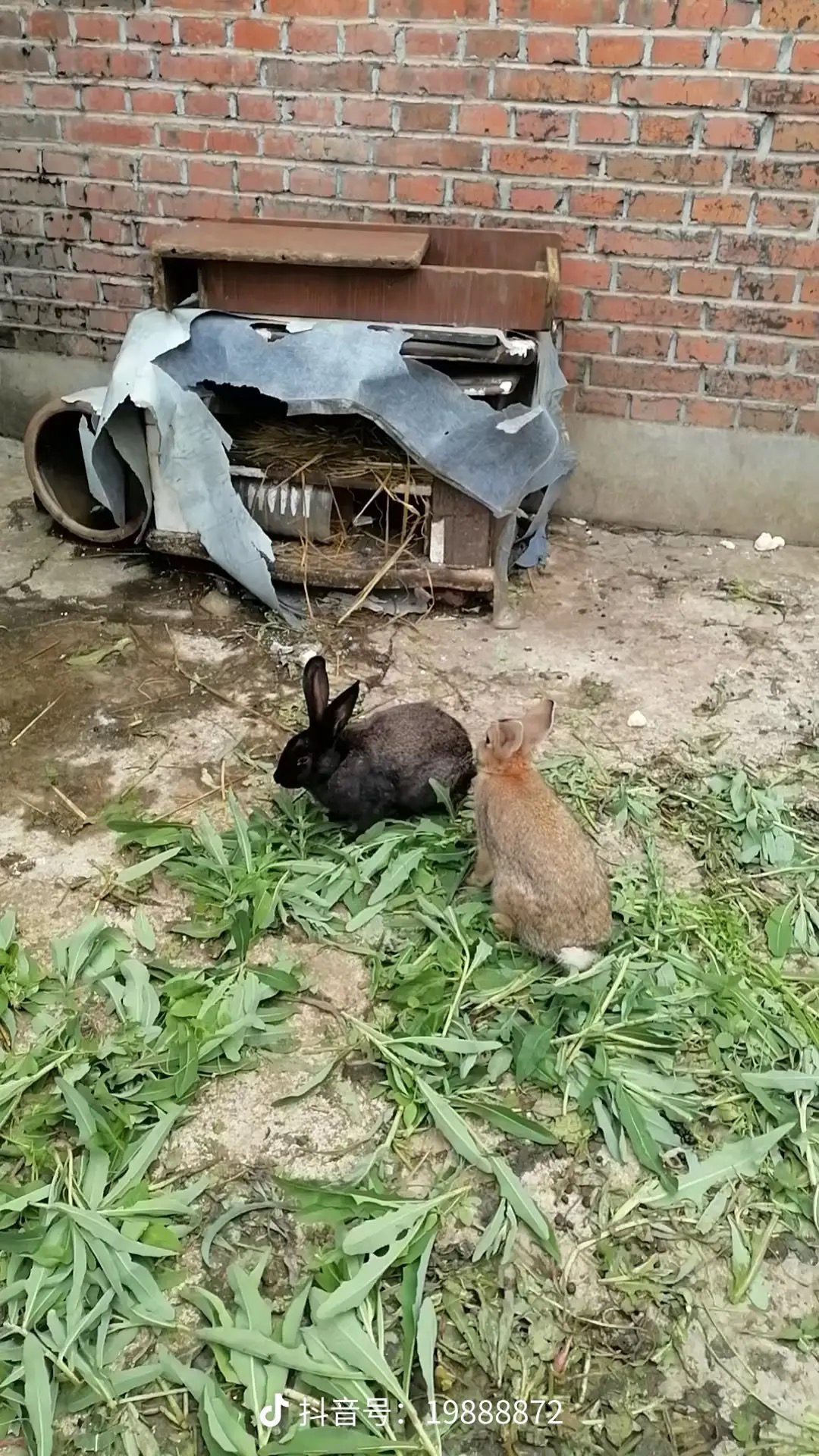 正宗农村散养兔子