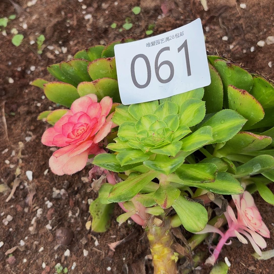 多肉植物福利来061
