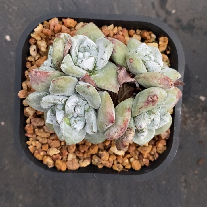 玫瑰叶苹果叶补差价，pz