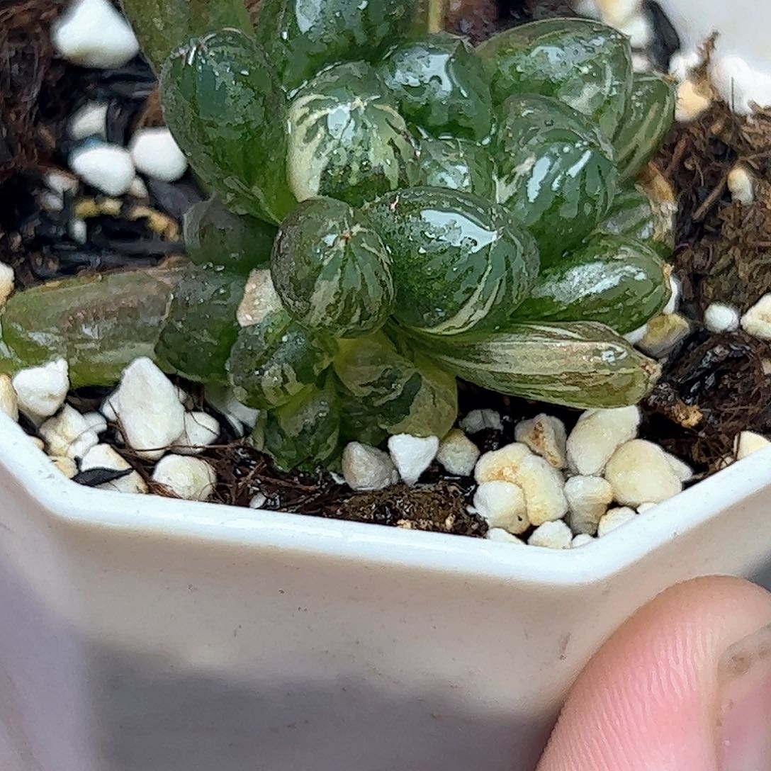 塑料皮锦十二卷多肉