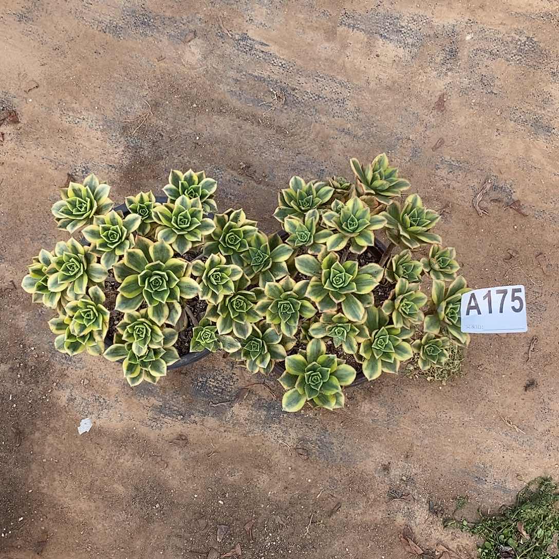 星爆多肉法师两颗175