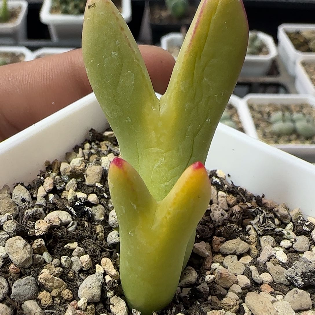 哈哈哈哈哈集。   861