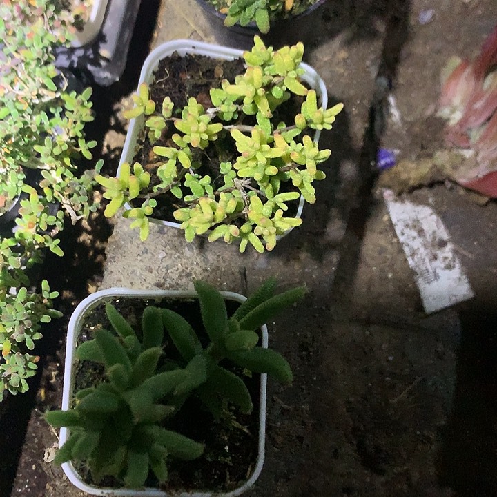 糖球锦玉米糖球带盆