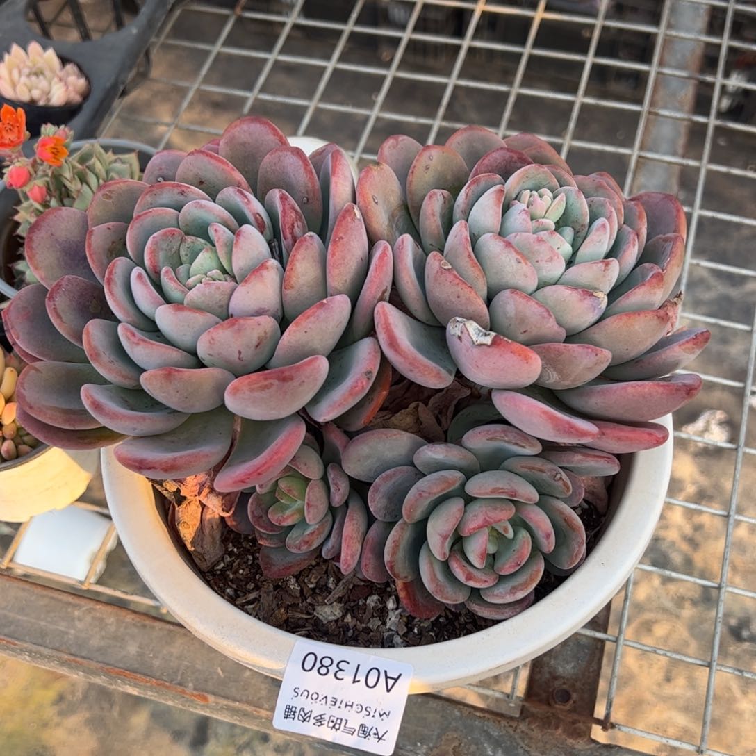 香橙一物一拍1380