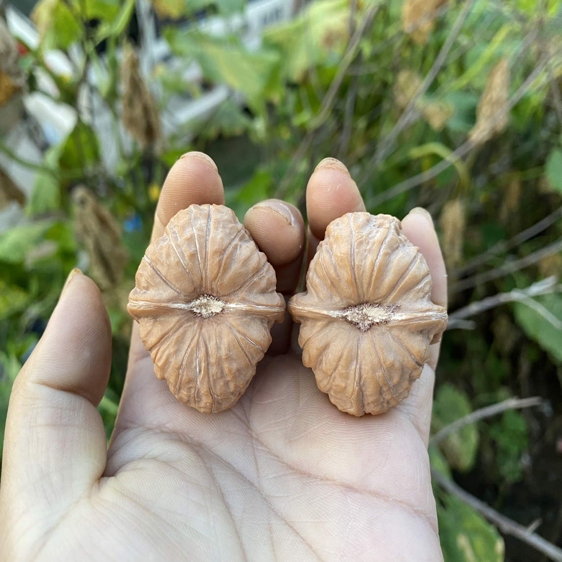 收藏级全品无修天然文玩核桃山地南瓜墩狮子头可盘玩
