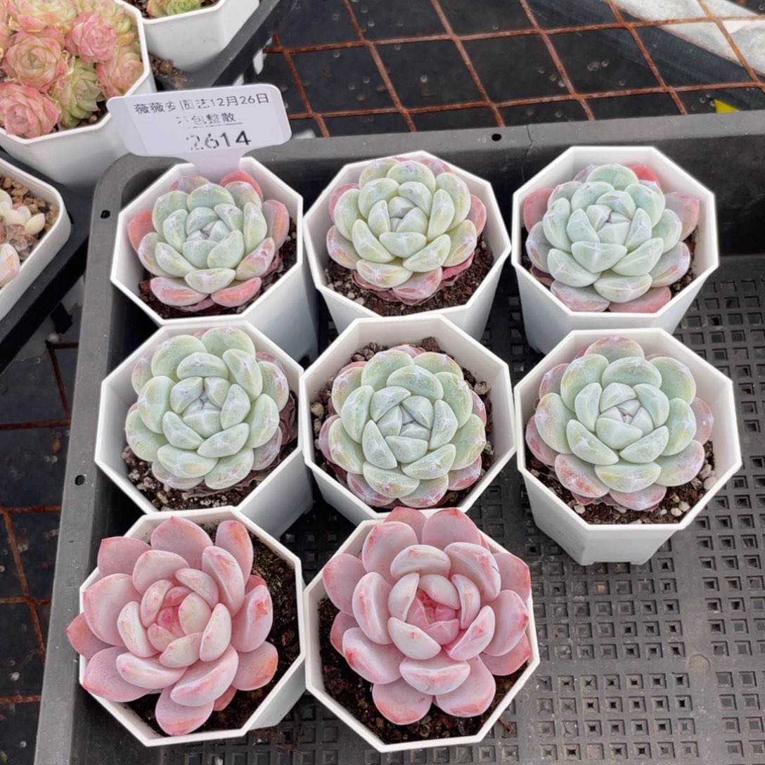 不包整散 盆子不售后2614