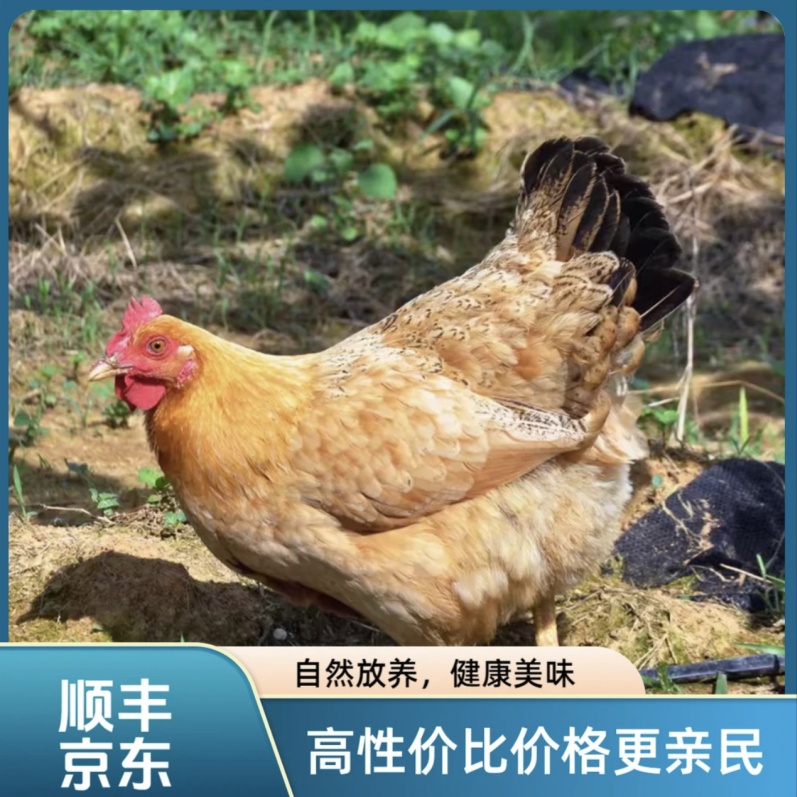 【拍1发2】农家正宗散养黄油老母鸡生鲜整鸡京东上门