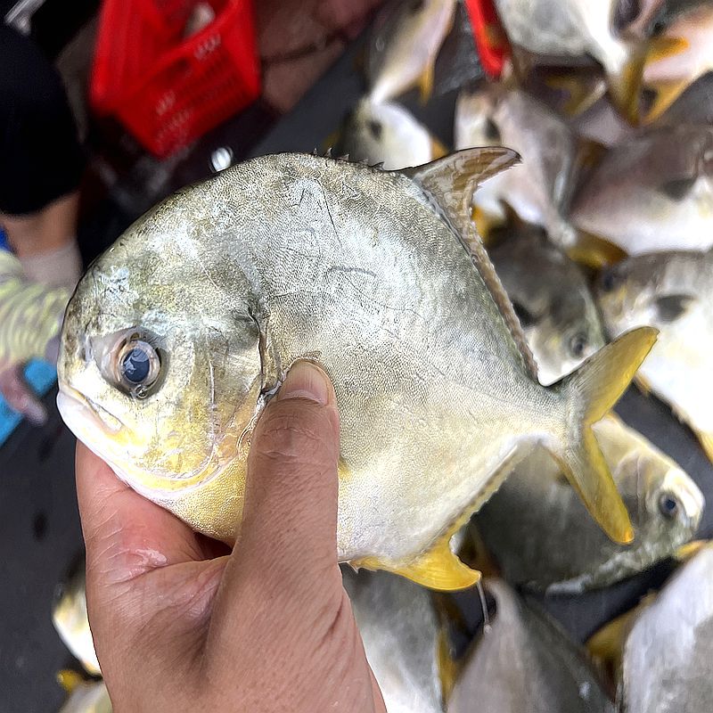 潮汕惠来揭阳港深海金鲳鱼活鱼液氮冷冻顺丰包邮惠来海鱼