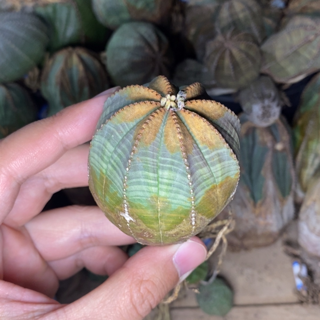 T***u欧系实生布纹球多肉植物