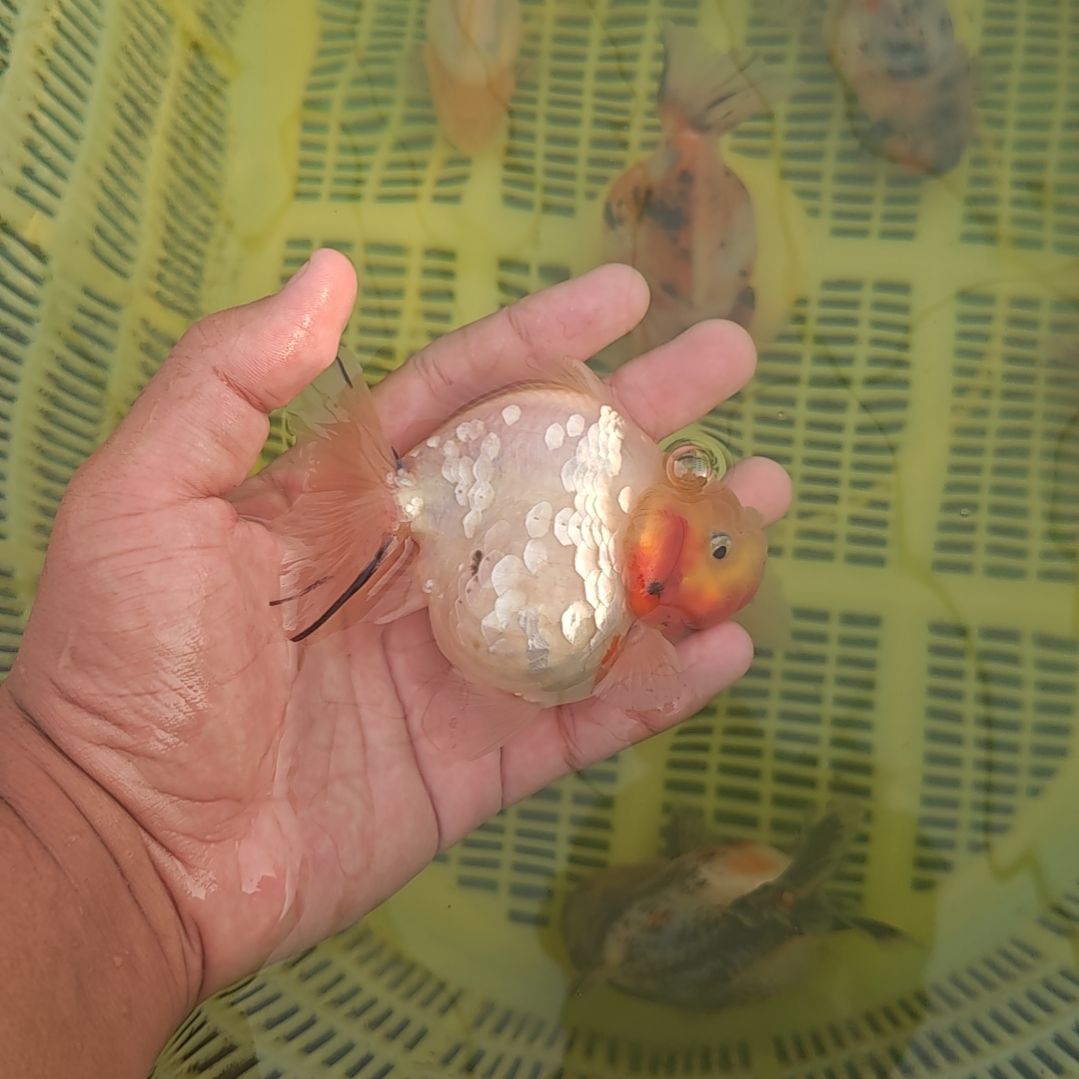 樱花泰狮金鱼将军泰狮