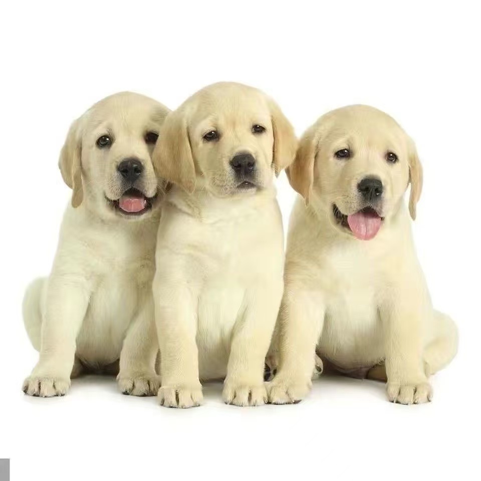 拉布拉多黑色狗狗高智商幼犬活体导盲犬白色大型犬温顺宠物狗