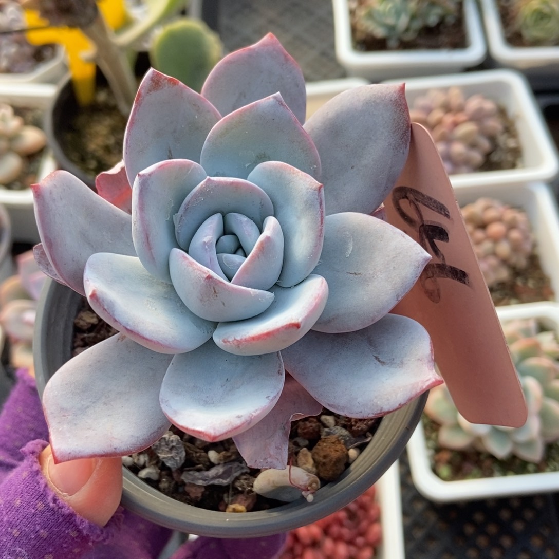 656白莲多肉植物多肉