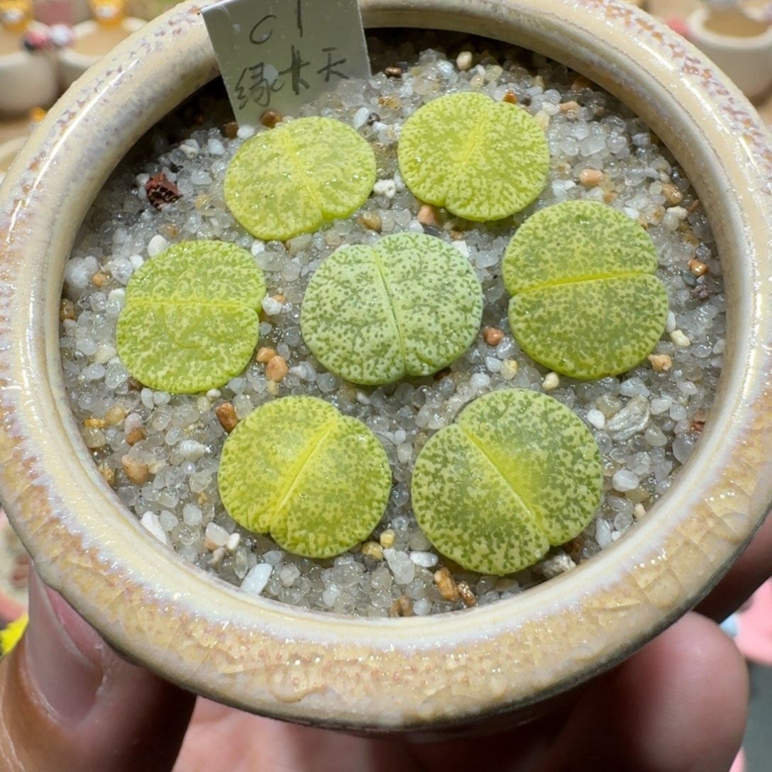 蘑菇1193绿卞天多肉植物