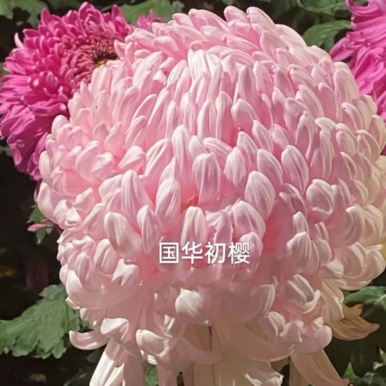 原盆带花苞【国华初樱】九月大菊花稀有品种耐热耐寒易养活喜阳