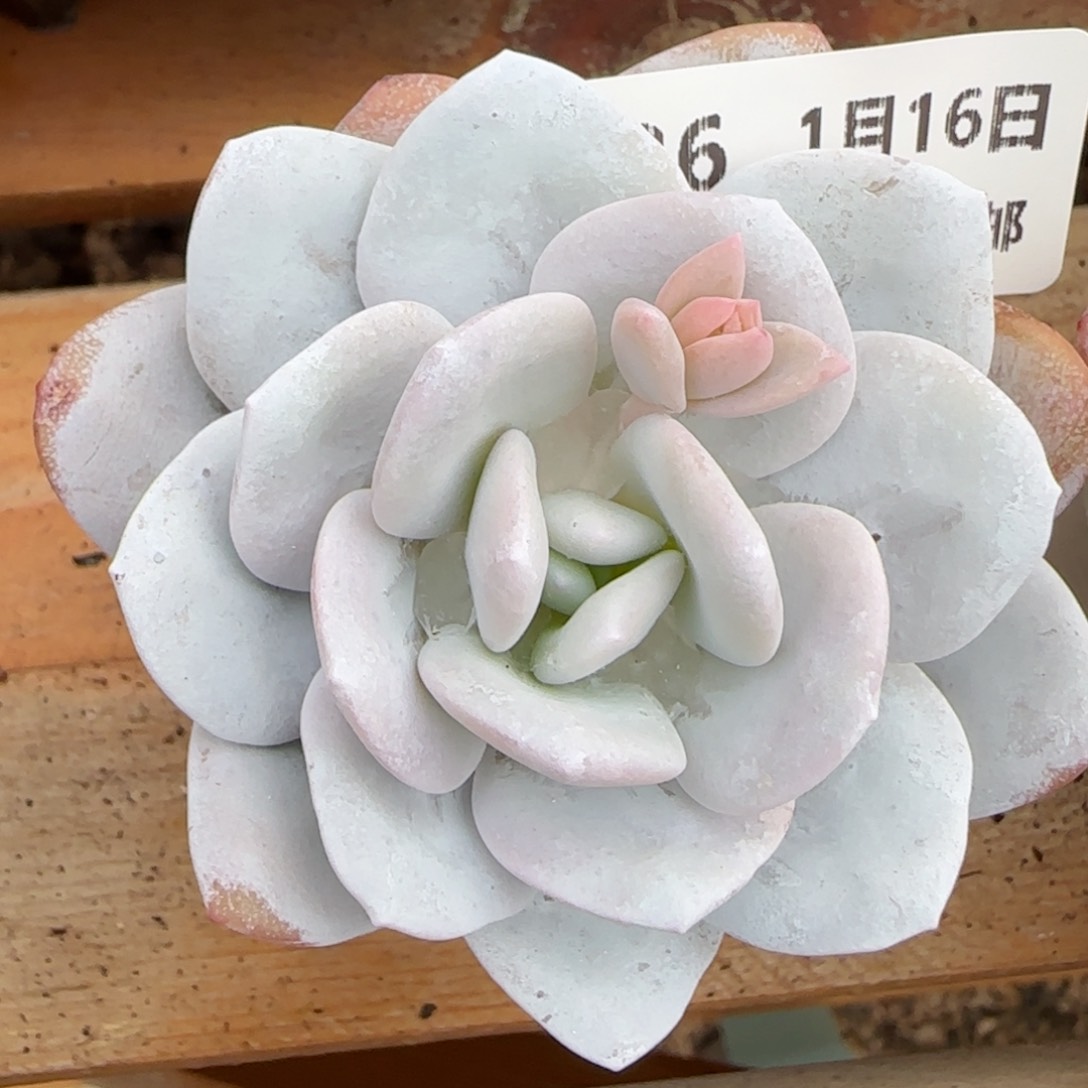 花语逸镜0116-336雪莲