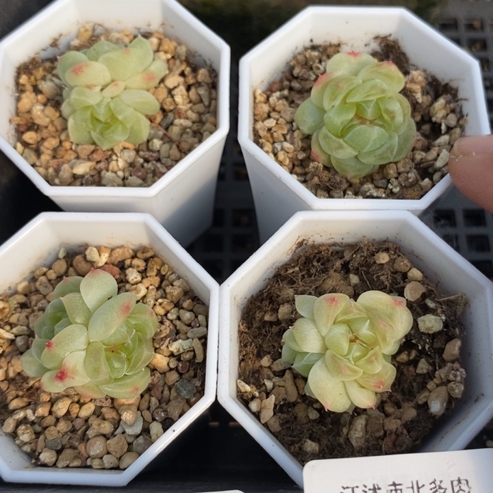 标633现金财富一个量拍