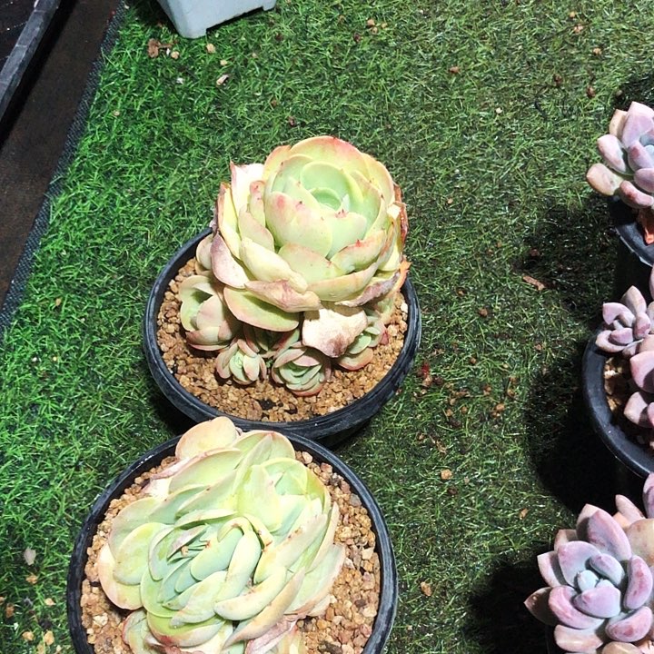 鸡蛋碧桃缀化多肉植物