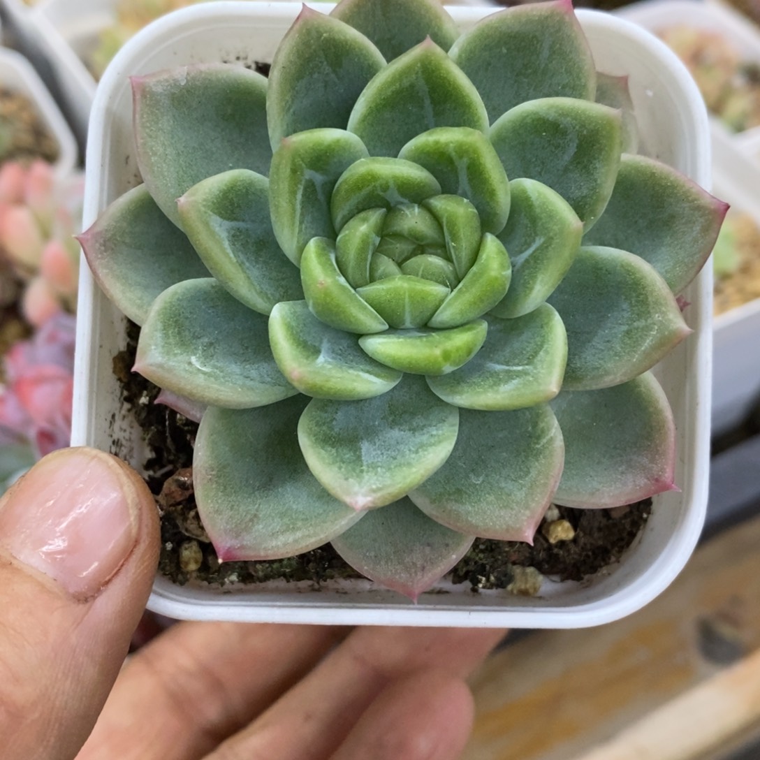 精品多肉一一物一拍不包整172