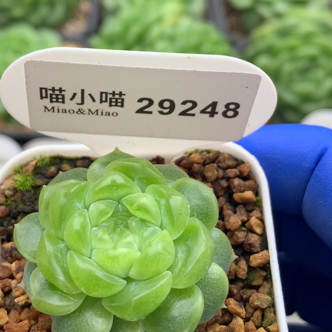 多肉酱杂交珍妮植物