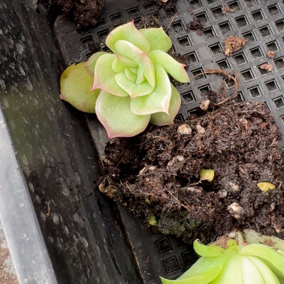 月影*凸起杂交一颗量拍28-14