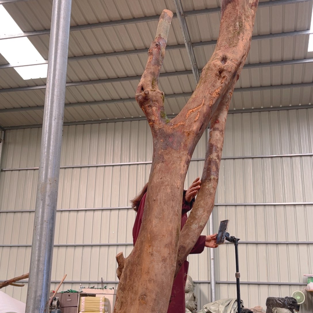 心***水无花朵映山红杜鹃花