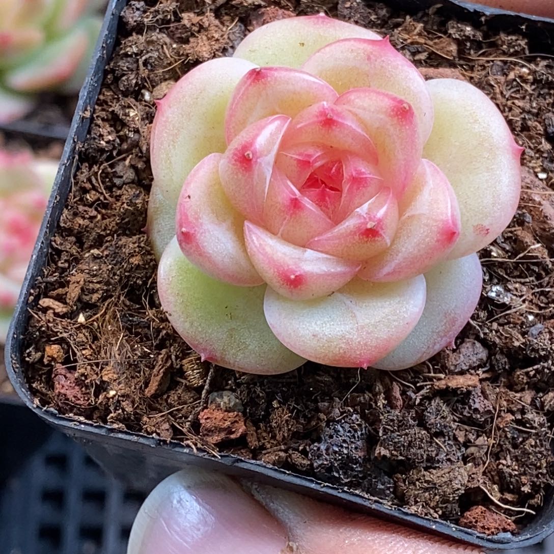 天官赐福百无禁忌