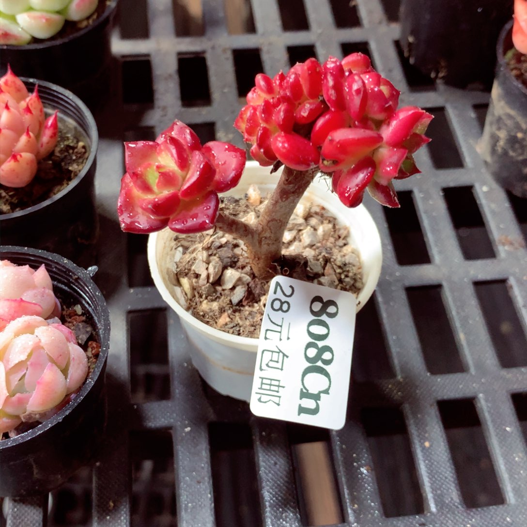 5厘米盆精控多肉808