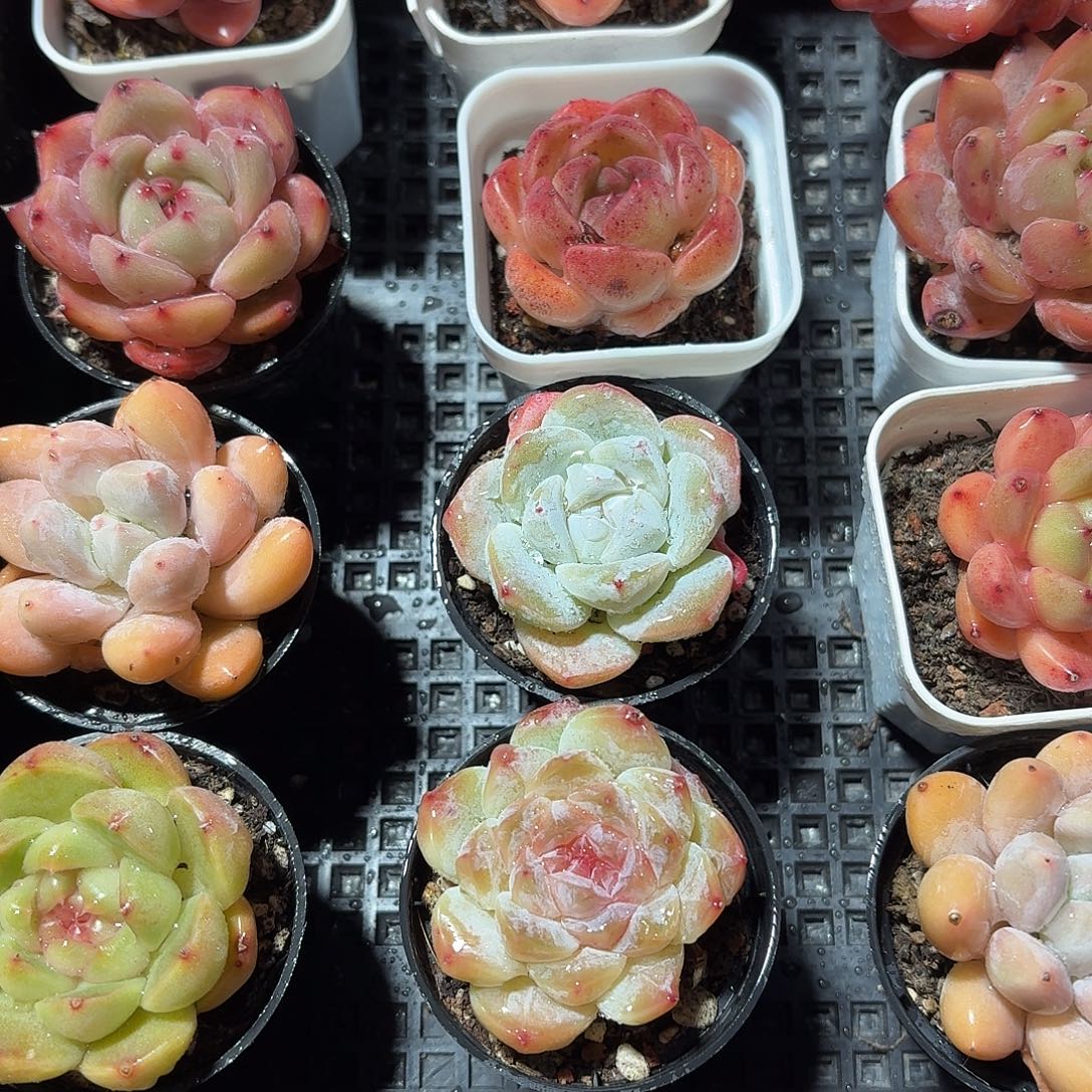 多肉杂交5颗一组678