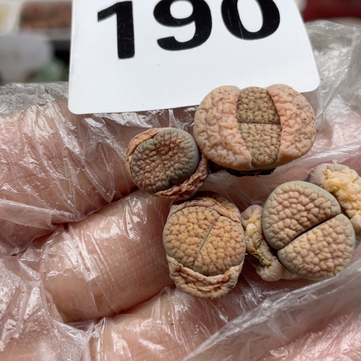 190血点潮贡c159四颗