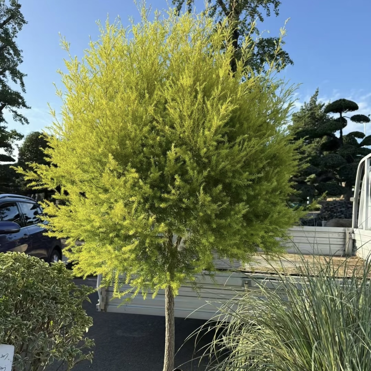 千层金【黄金香柳】棒棒糖可变色木本植物美观四季易养客厅阳台盆栽