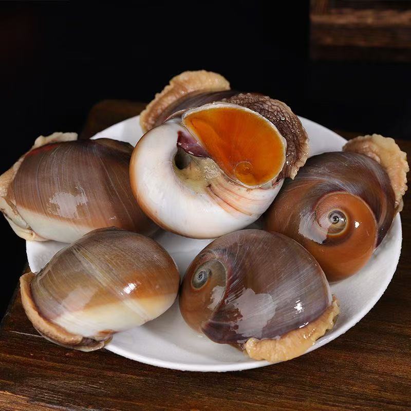 东港野生小船大香螺 猫眼螺8-12头/斤90%无沙 鲜活发货 顺丰包邮