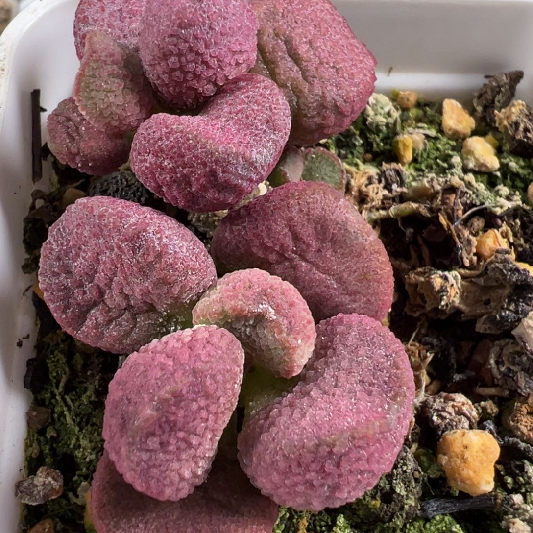 特价夏娃多头纯木质桩