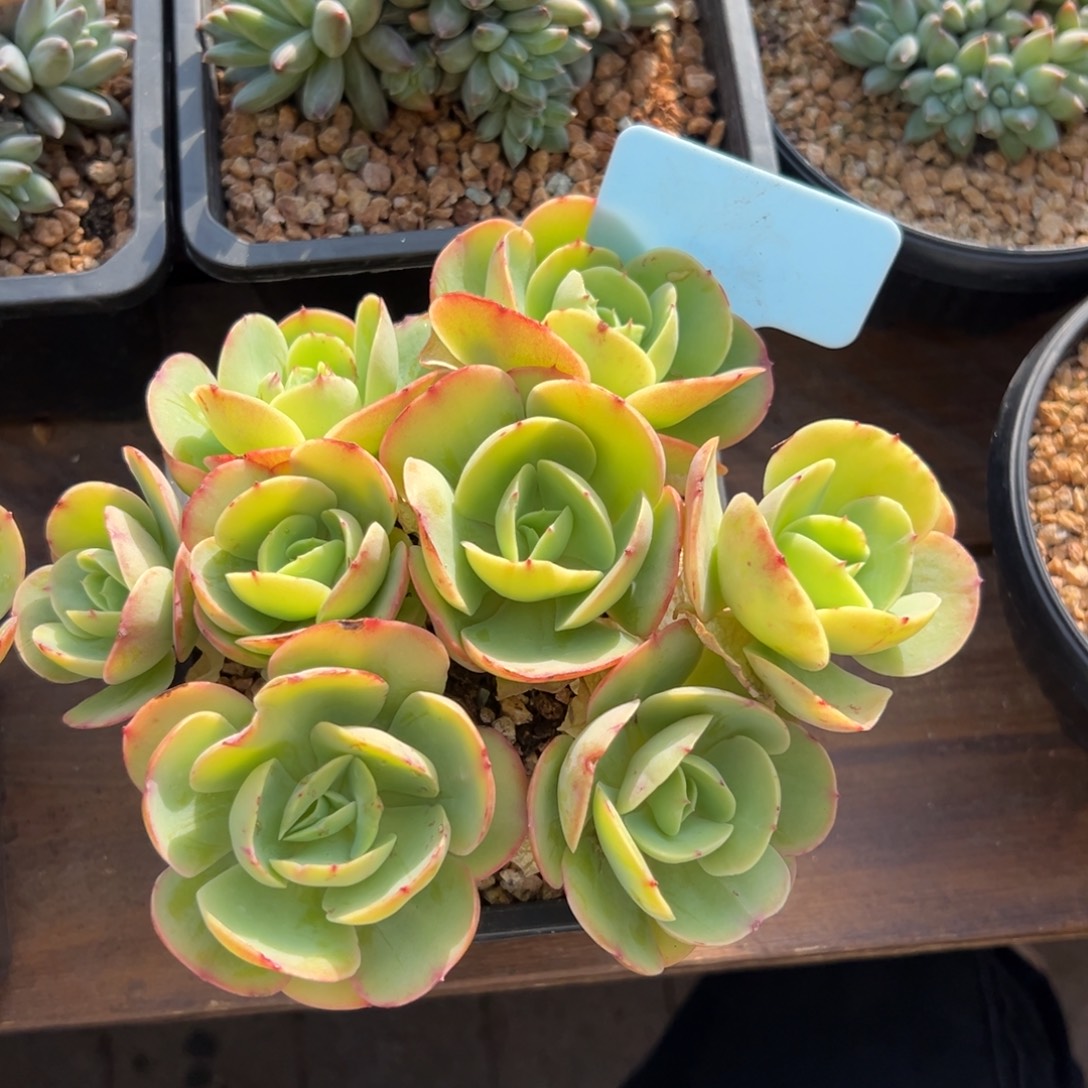 有砍碧桃11111111111111