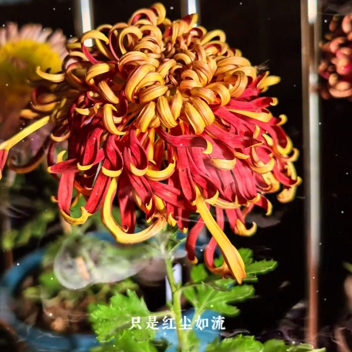 【游龙戏凤】成品九月大菊原盆原土耐寒耐热多年生花卉