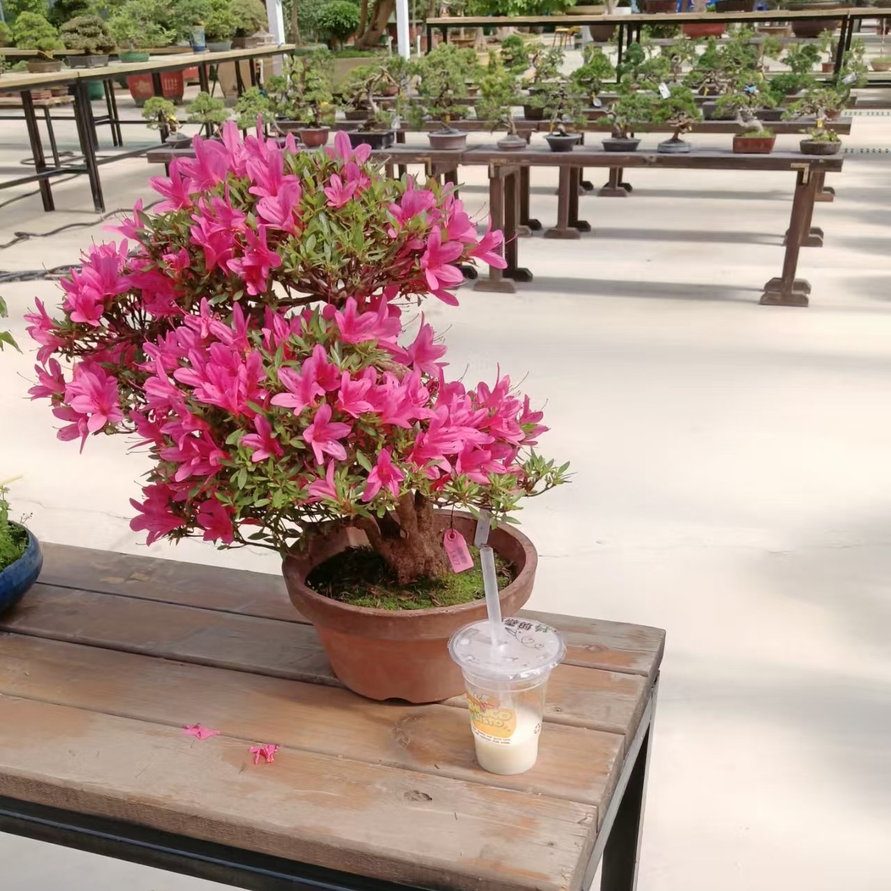 杜鹃花盆景盆栽的素材