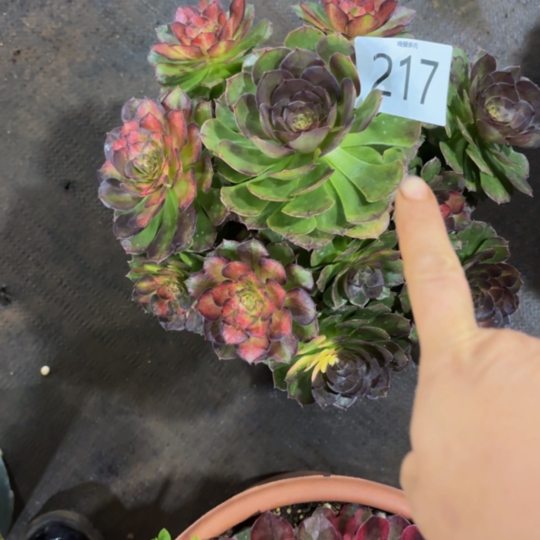 哈哈多肉葡萄福利217