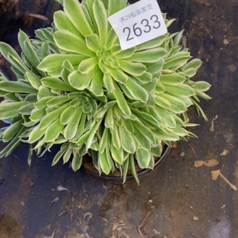 碧浪多肉植物2633